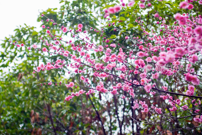 粉红梅花盛开