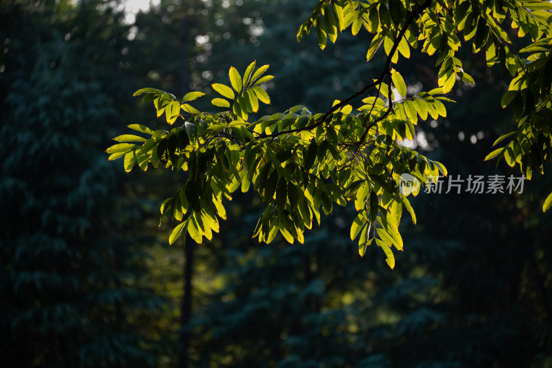 阳光下的绿色树叶特写
