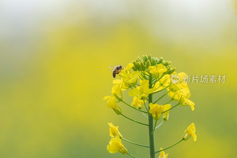 春天油菜花和蜜蜂