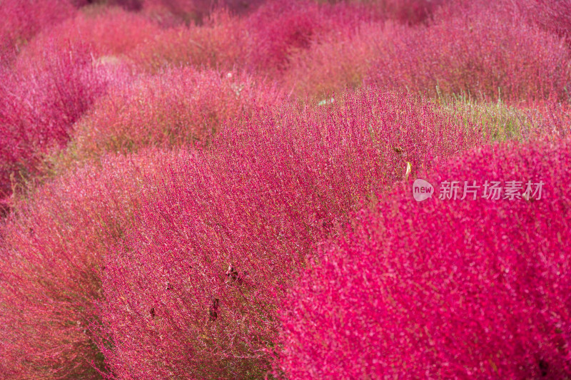 大连英歌石植物园秋天红色的地肤草