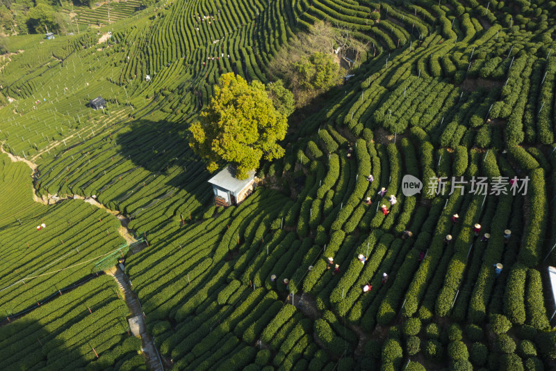 春天杭州西湖龙井茶园翁家山狮峰茶园