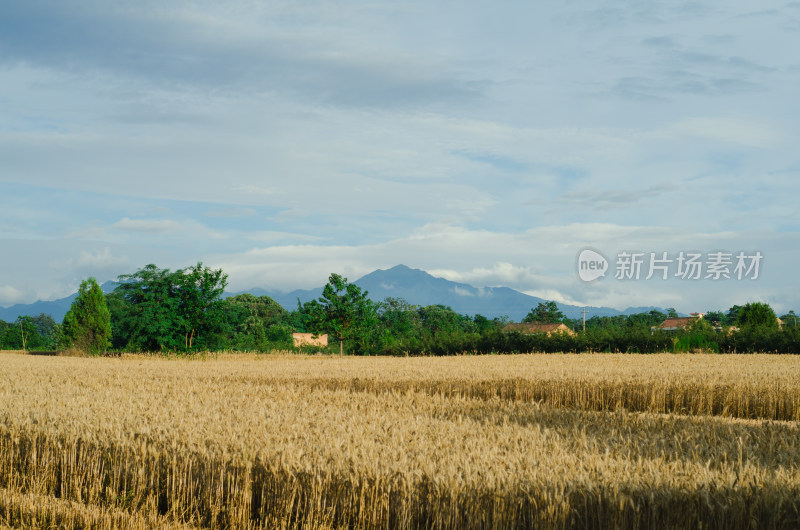 陕西渭南，芒种时节的金色麦田