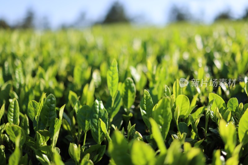 春天里的绿色有机生态茶园茶叶嫩芽