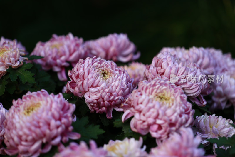 杭州植物园菊花展盛开的粉红色菊花特写