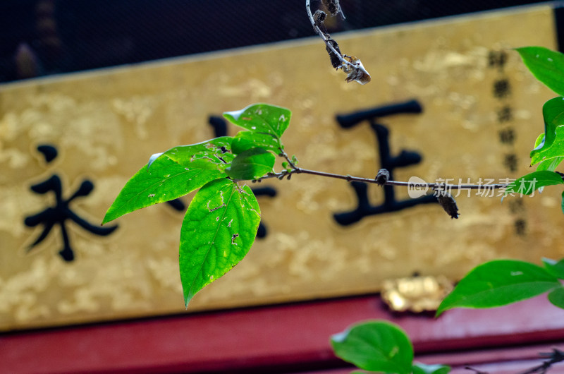 中国河南省洛阳市白马寺清凉台狮窟的牌匾