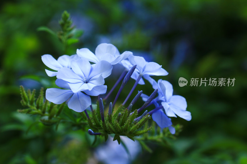 蓝花丹植物花开