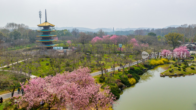 武汉东湖樱花园的早樱景色