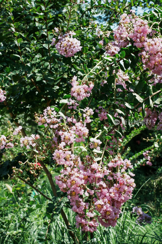 北京国家植物园紫薇花