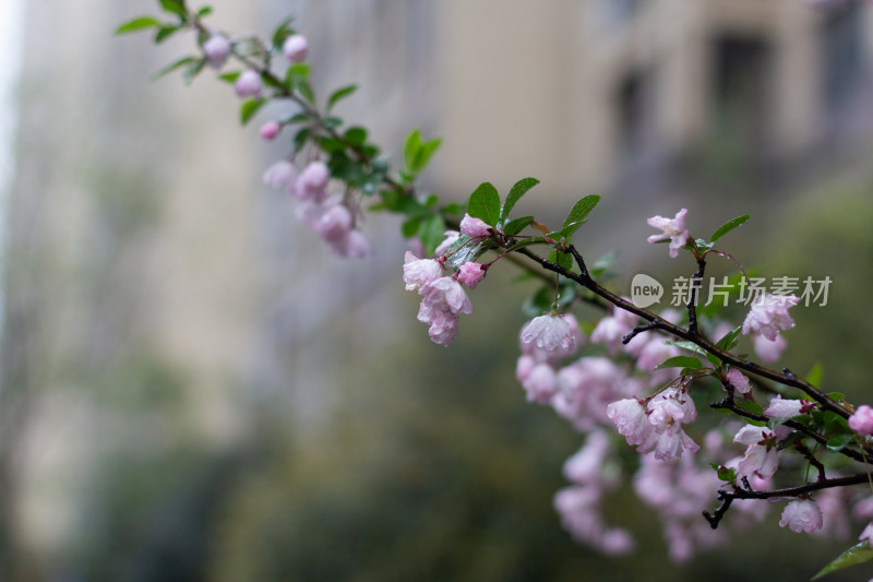 雨中的粉色海棠花素材