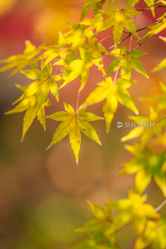 南京栖霞山枫叶特写