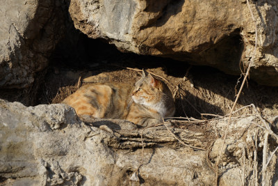 山林中的狸花猫野猫