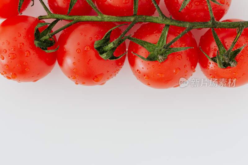 西红柿 番茄 番茄特写