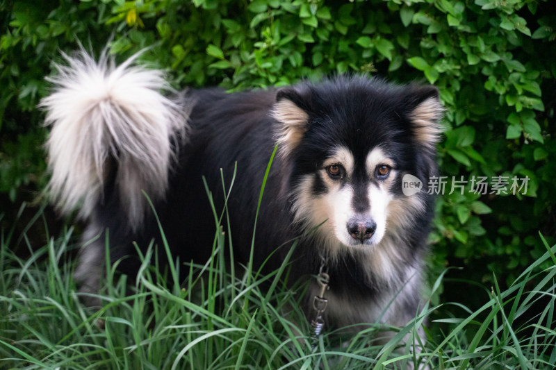 阿拉斯加雪橇犬在路边的草丛中