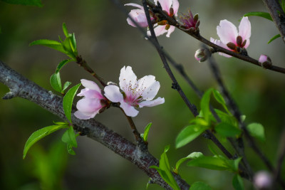 春意盎然的桃花枝