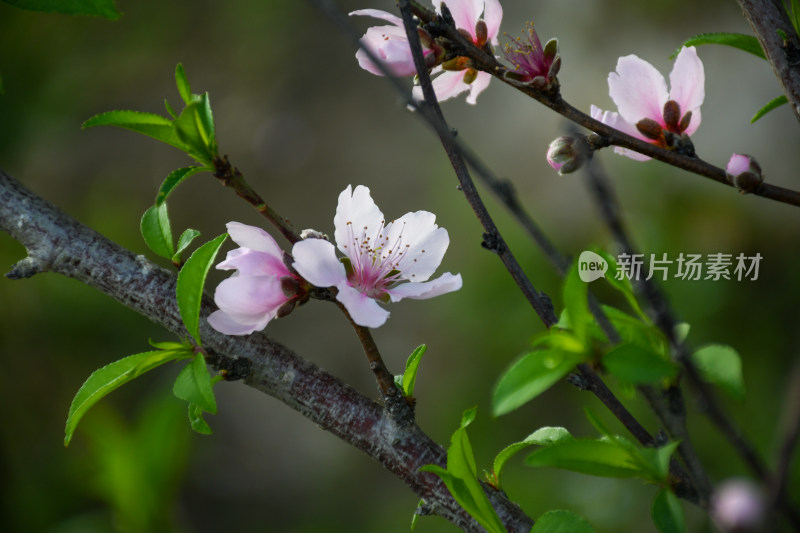 春意盎然的桃花枝