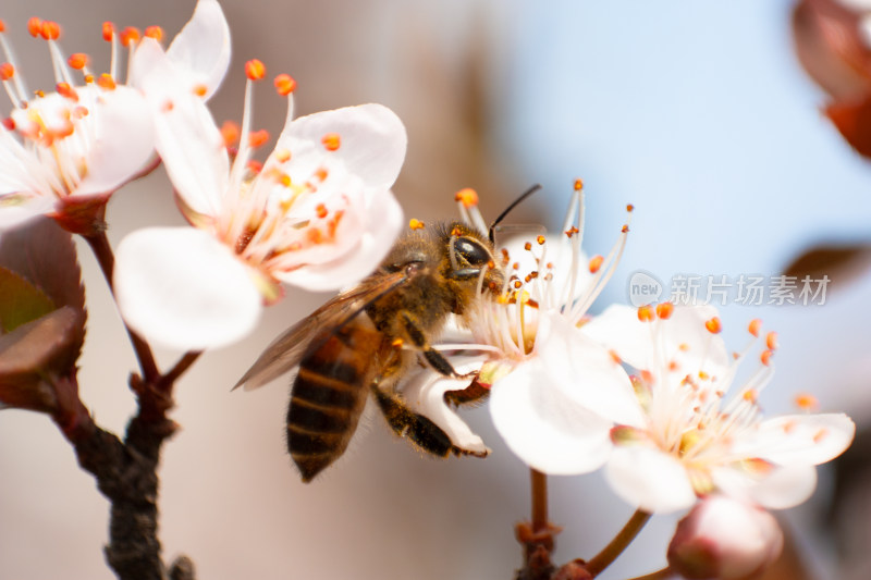 花朵蜜蜂微距特写