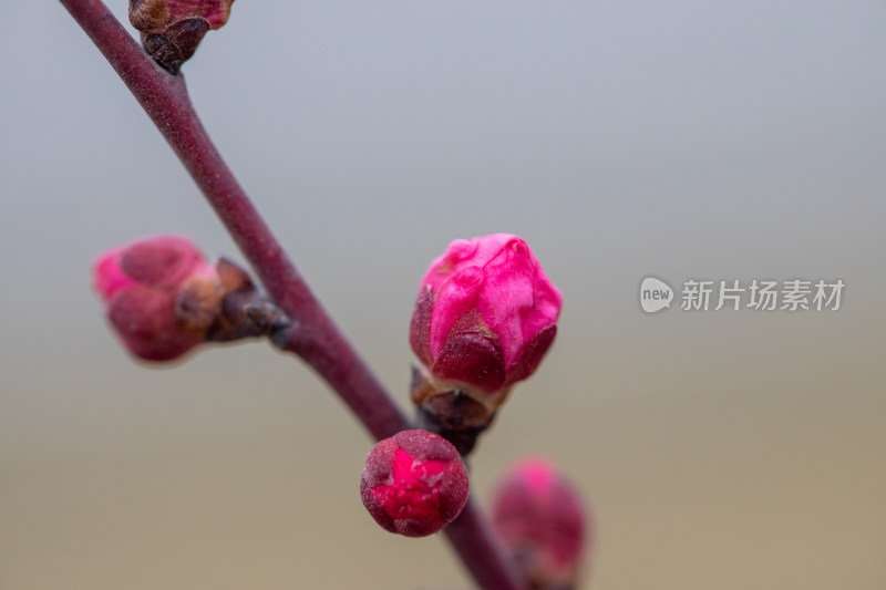 含苞待放的腊梅花