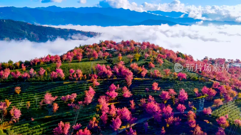 航拍云海中的无量山樱花谷茶园茶山