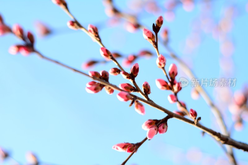 桃花花苞花蕊