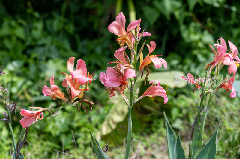 美人蕉花