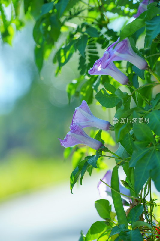 盛开的牵牛花