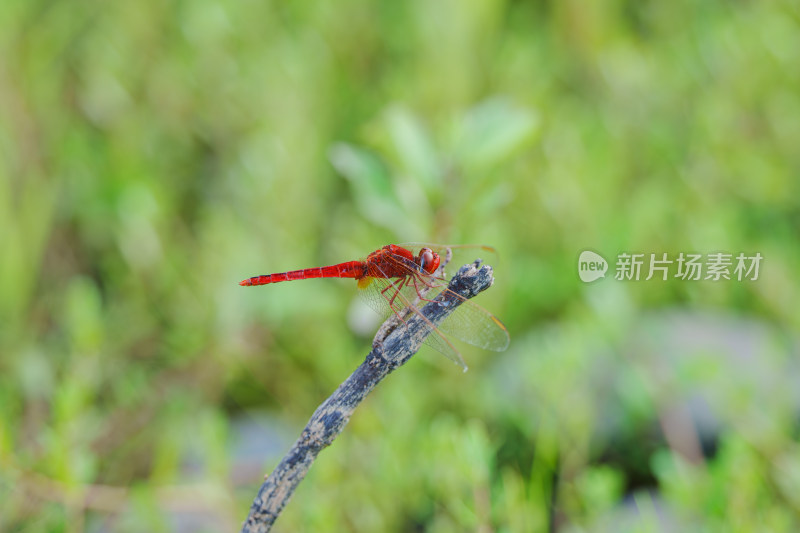 红蜻蜓栖息枝头