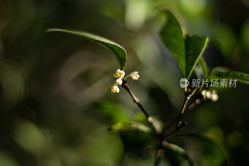 桂花飘香