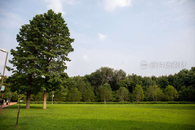 北京奥林匹克公园草坪