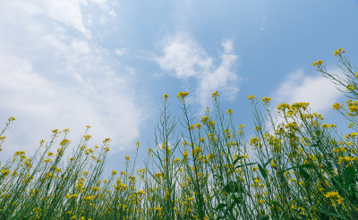 蓝天下仰拍春天盛开绽放的金黄色油菜花田