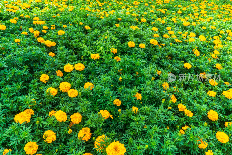 夏天公园里万寿菊花特写