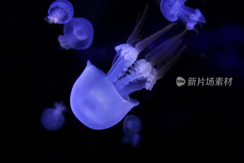 身体透明发光的海洋生物水母