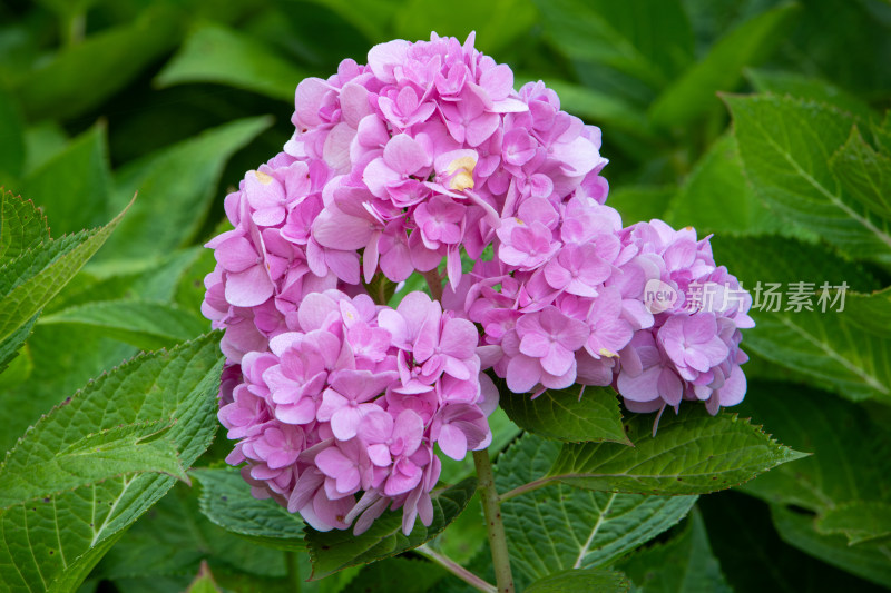 粉色绣球花特写