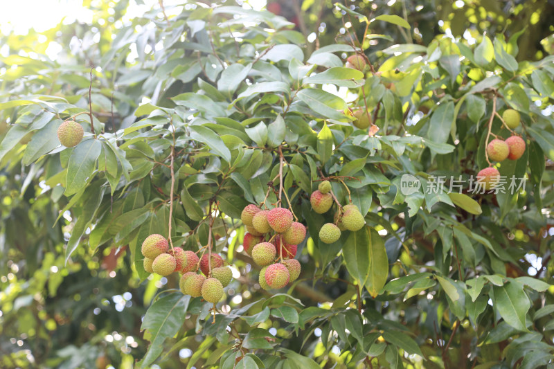 挂满荔枝的荔枝树