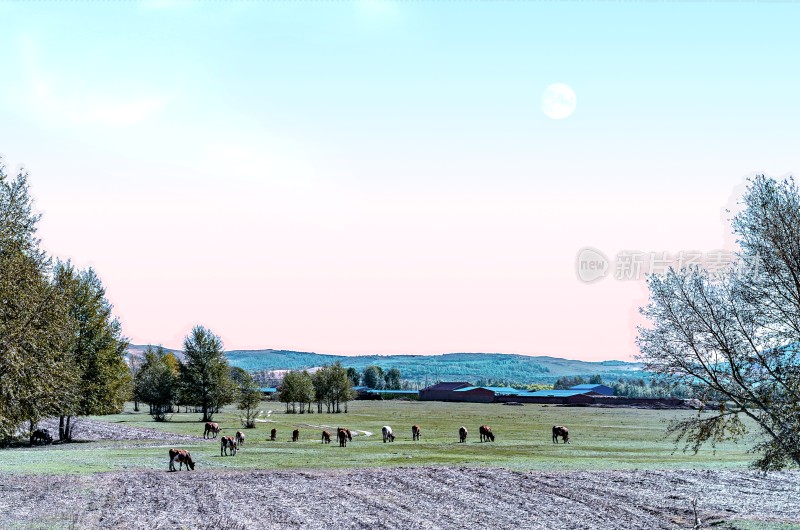 草原上群马悠闲吃草场景