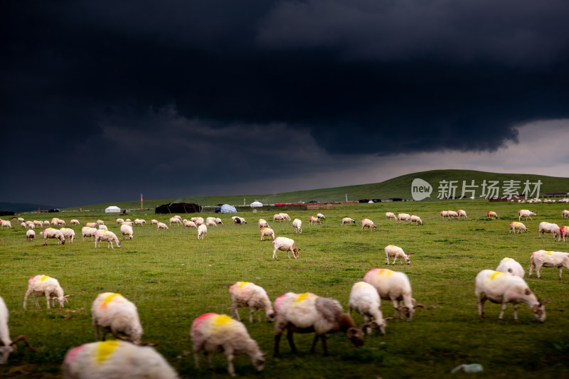 乌云笼罩着夏季草原牧场里的羊群
