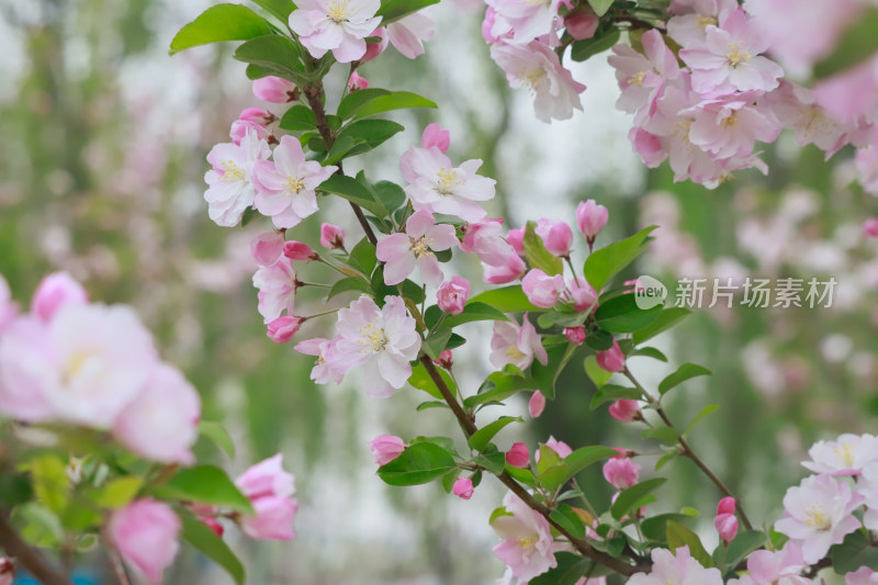 北京元大都春天的海棠花溪