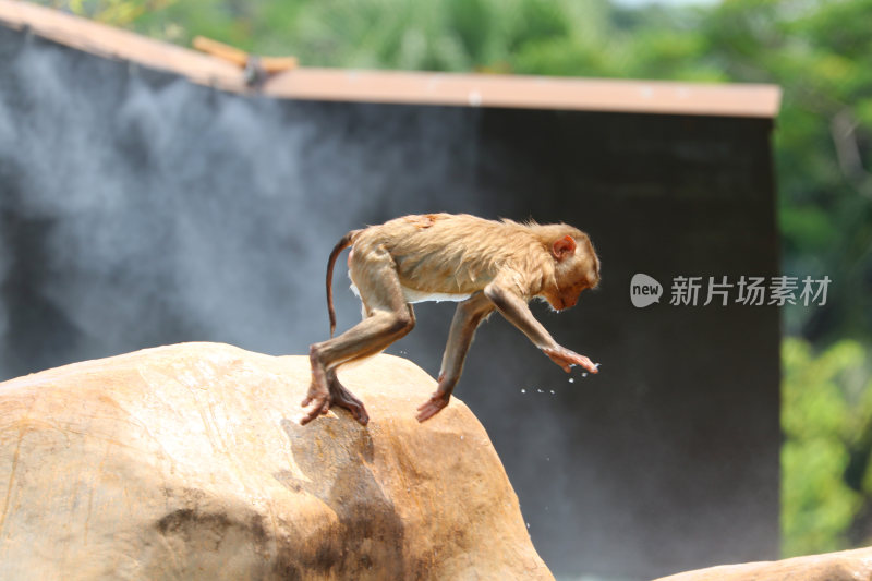 广州动物园的猴子