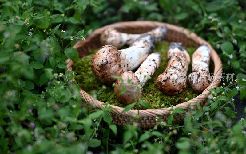 甘孜州野生松茸