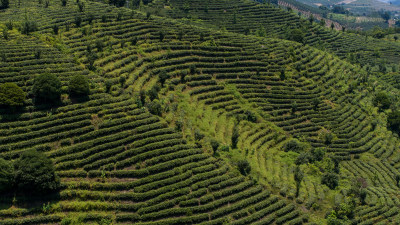 茶叶茶山茶艺茶园采茶茶红茶绿茶春茶茶叶茶