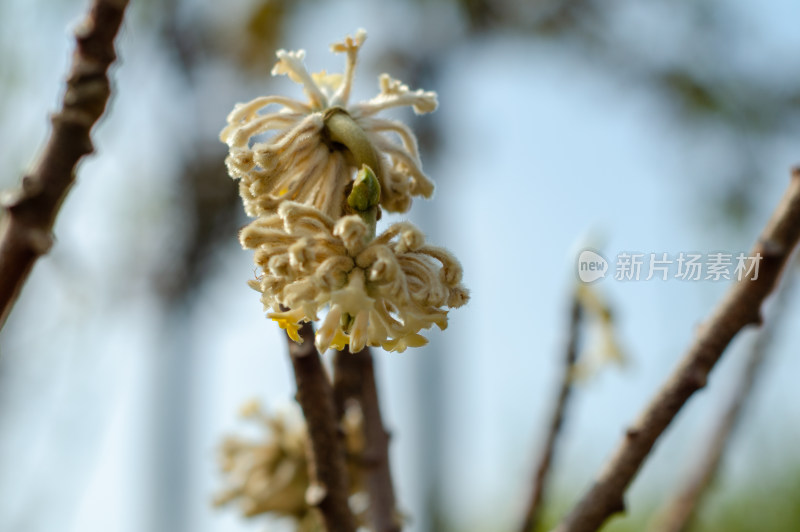 初春还未盛开的结香花