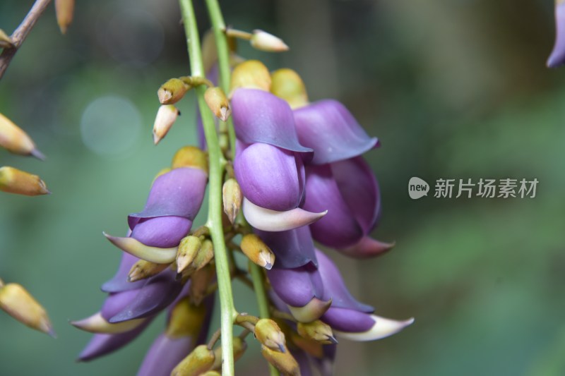 广东省东莞市大王山森林公园紫色禾雀花