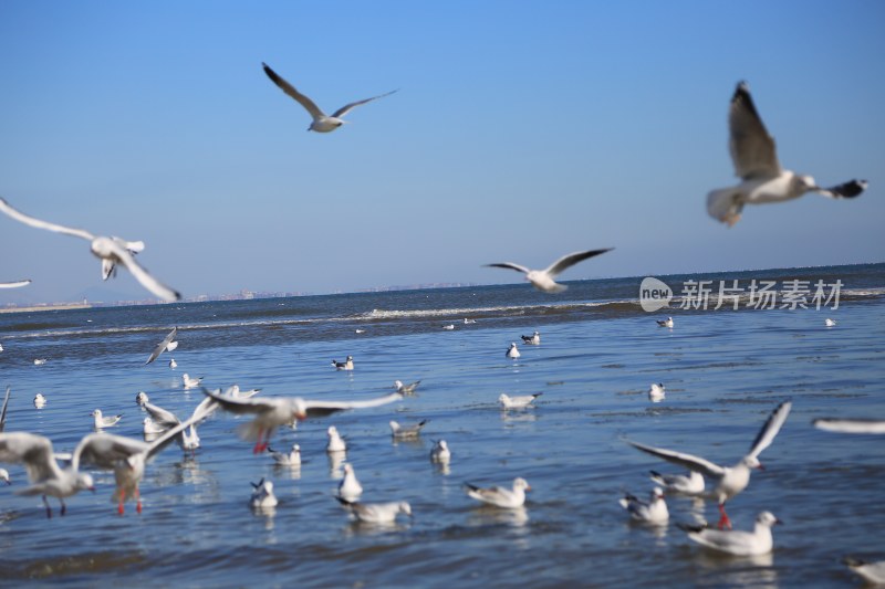 海边飞翔栖息的海鸥