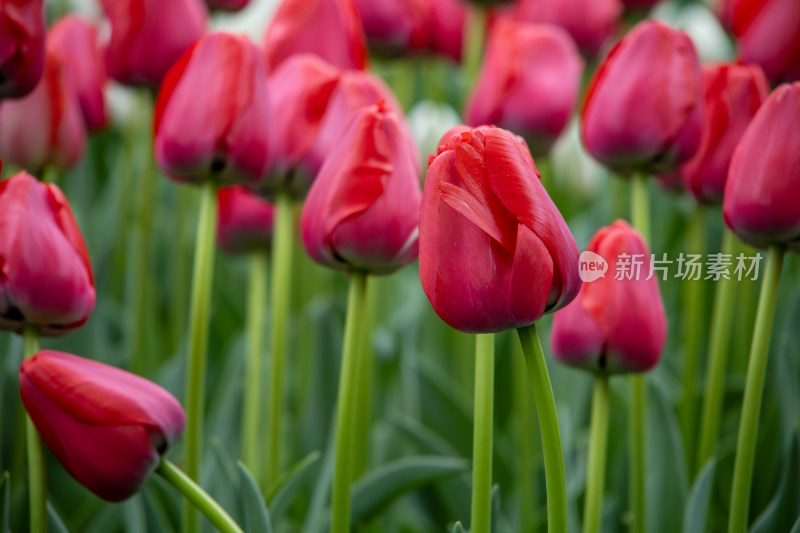 春天含苞待放的红色郁金香花海