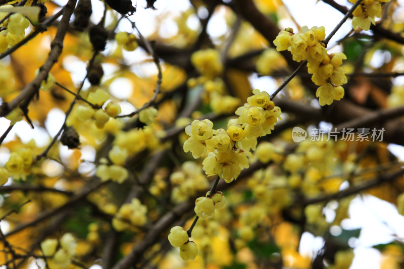 冬天腊月盛开的蜡梅花