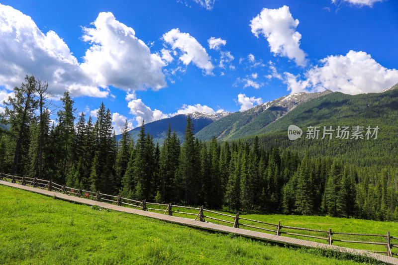 新疆阿勒泰地区喀纳斯森林草原自然风景