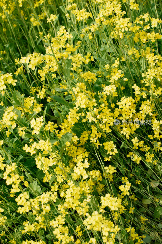 北京温榆河公园油菜花田