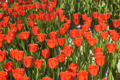 郁金香花海