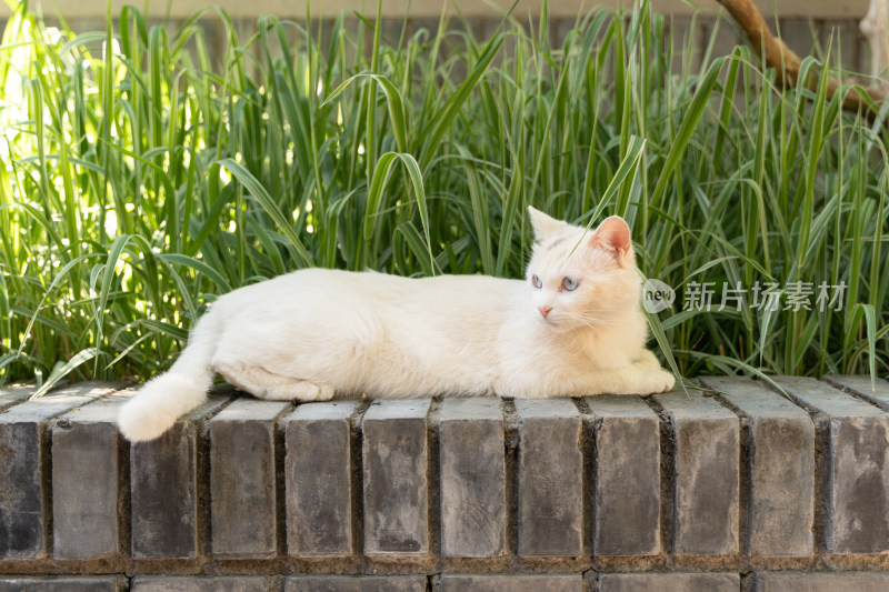 白猫在阳台上趴着