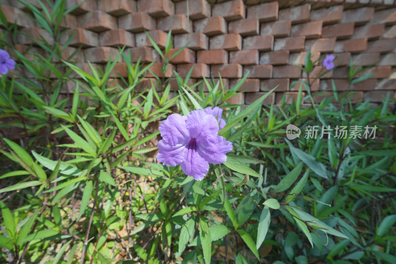 紫花植物蓝花草