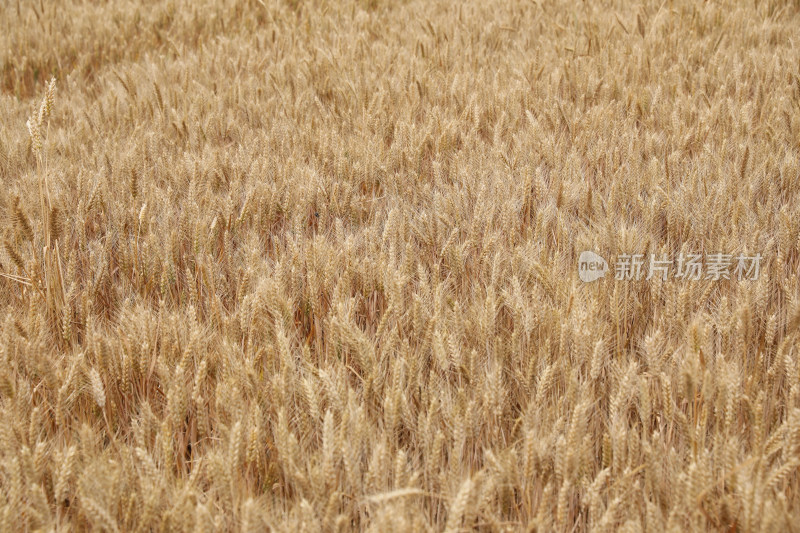 麦田麦子地成熟的小麦